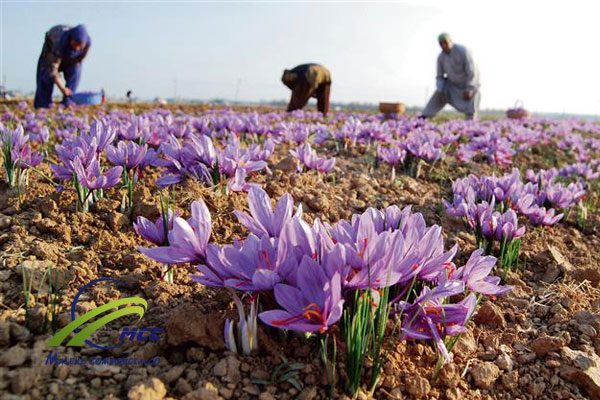 أسعار الزعفران في المغرب ترتفع بسبب الجفاف وتقلص المساحات المزروعة